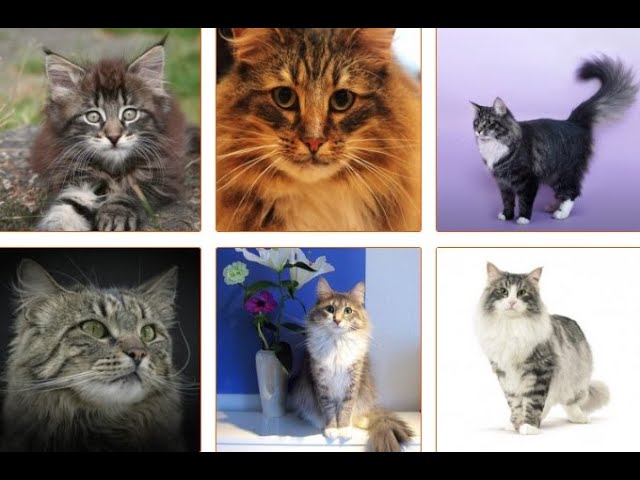 НОРВЕЖСКАЯ ЛЕСНАЯ КОШКА | ОПИСАНИЕ ПОРОДЫ