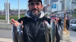 Líneas, carnadas, encarnes, lanzamiento, pesca de variada en mar del plata.