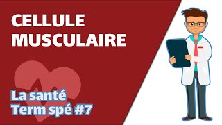Cellule Musculaire Organisation - Svt - Santé Term Spé - Mathrix