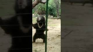 Sloth Bear Attack