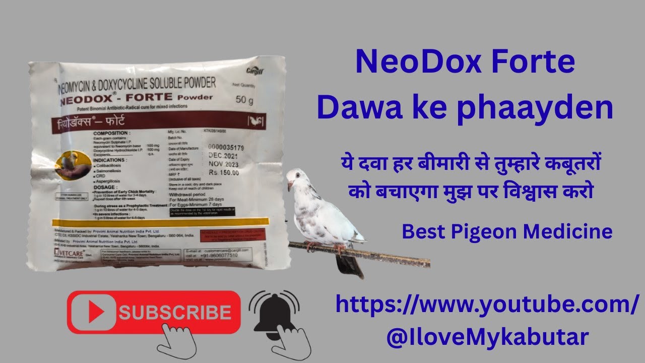 Best Pigeon Medicine for NeoDox Forte Powder | हर बीमारी से तुम्हारे कबूतरों को बचाएगा  ye दवा