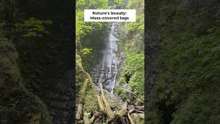 Mossy Logs & Rocky Streams: Nature's Peaceful Escape #shorts