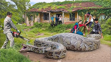 Showdown With the Giant Python in the Deep Forest | Brave Hunter Rescues a Group of Boys