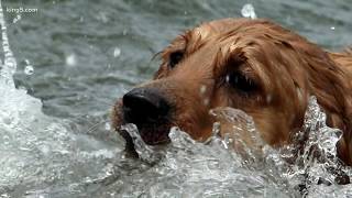 The dog days of summer: keeping your pets cool