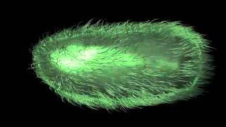 Bacterium