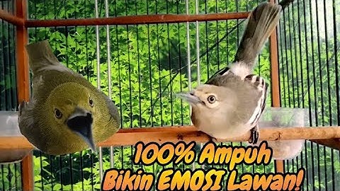 Banyak sirtu yang tadinya cuma diem,jadi ikut gacor berkat pangilan ampuh sirtu ini.