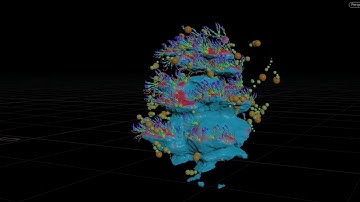 Coral System test - Houdini Study