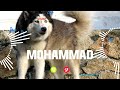 MOHAMMAD Name Ringtone MOHAMMAD Naam Ki Ringtone MOHAMMAD Name Smart Ringtone Iphone Ringtone 
