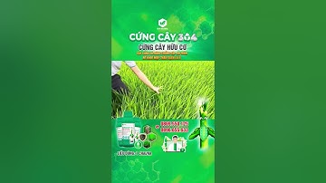 CỨNG CÂY 304 - LÚA RA RỄ NHANH, NỞ BỤI MẠNH, CHỐNG ĐỔ NGÃ #idaglobal #agriculture #chongdonga #lua