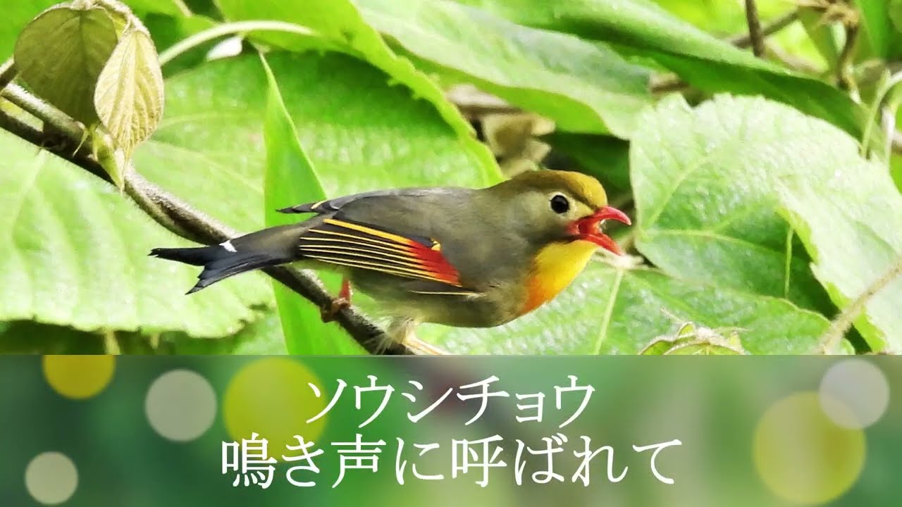 ソウシチョウ の 鳴き声