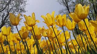 ♦  Yellow Tulips  ♦