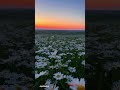 Blooming flower| #youtubeshorts #nature #flowers