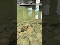近距離拍攝吳郭魚吃餌的實況(青荻)