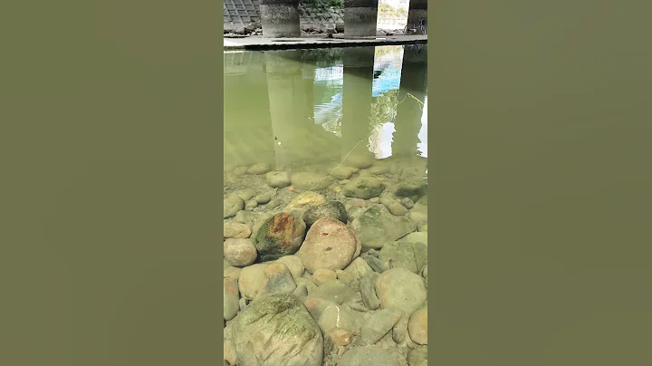 近距離拍攝吳郭魚吃餌的實況(青荻) - 天天要聞