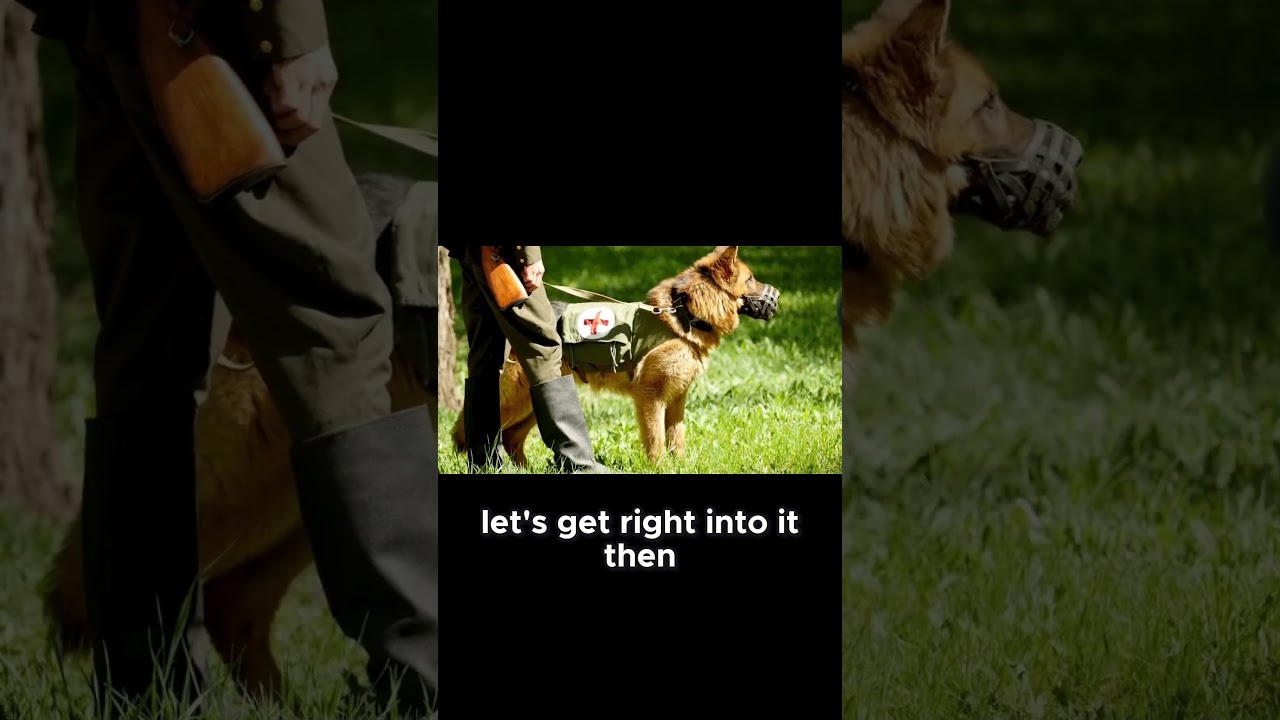 Discover the Fascinating Origins and Unique Traits of German Shepherds 