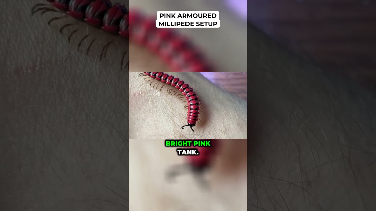 Pink Armored Millipede 