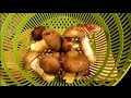 Preparing & Cooking Edible King Stropharia "Wine Cap" Mushrooms