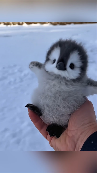 Cute baby penguins moments part 5 #cute #adorable #pet #penguin  #fluffy #cuteanimal
