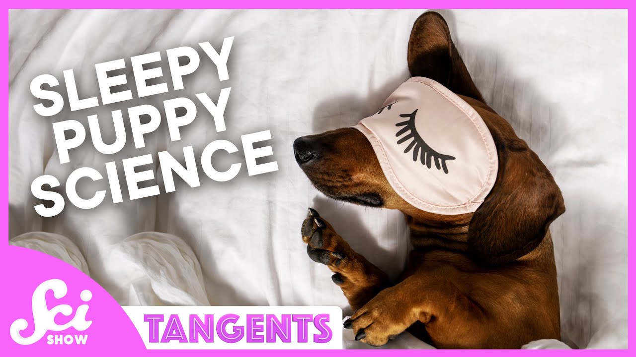 Sleep | SciShow Tangents Classics Podcast