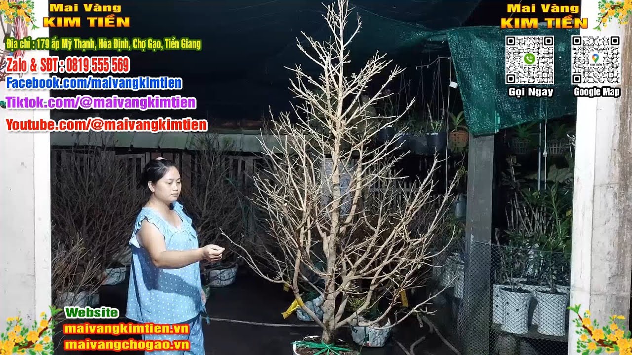 Mai Vàng Nhiều Nụ Đón Tết Bao Ship Toàn Quốc - Mai Vàng Kim Tiền Chợ Gạo