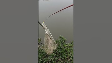 Câu cá tự nhiên ở Đập Bá Thủy Gia Lộc Hải Dương#câulục#short