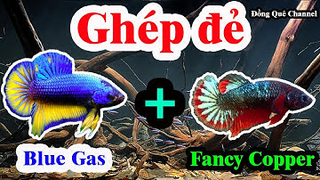 Thử Ghép Đẻ Cá Betta Blue Gas với Fancy Copper – Kết Quả Bầy Xiêm Lai Betta Nemo┃Đồng Quê Channel