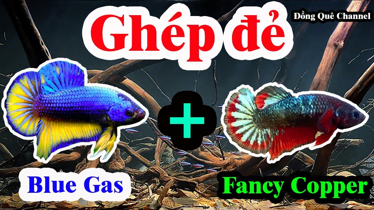Thử Ghép Đẻ Cá Betta Blue Gas với Fancy Copper – Kết Quả Bầy Xiêm Lai Betta Nemo┃Đồng Quê Channel