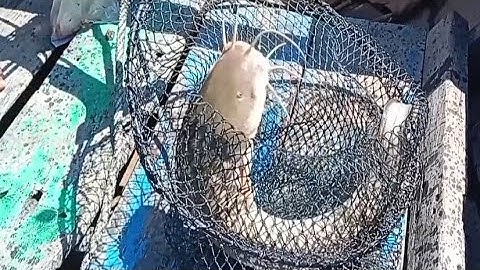 TERNYATA!!! DENGAN CACING NIPAH IKAN SEMBILANG TAKLUK @Edi Fishing Channel