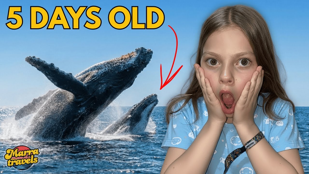 This Was NOT on Our Mexico Itinerary... HUMPBACK WHALES and DOLPHINS