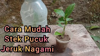 Cara Stek Pucuk Jeruk Nagami