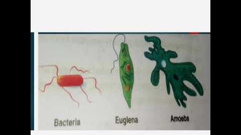 Class 6 Science Unit # 1 Topic # Unicellular and Multicellular Organisms