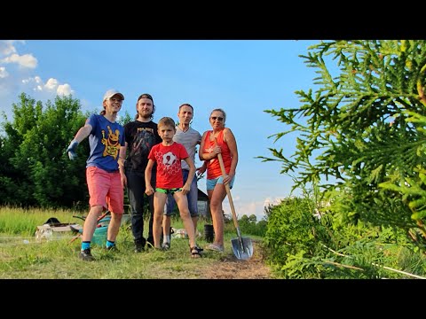 How (not) to plant thuja. Future evergreen hedge