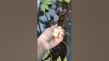 satisfying video 🌸🌼 please subscribe my Chanel #shorts #nature #satisfying