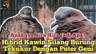 Kawin Silang Tekukur X Puter Lumut / Puter Geni. Cetak Cuhu Jalur Hibrid.