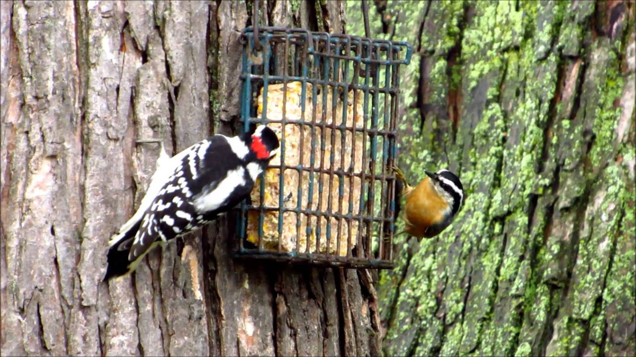 Downy Woodpecker and Red-breasted Nuthatch 