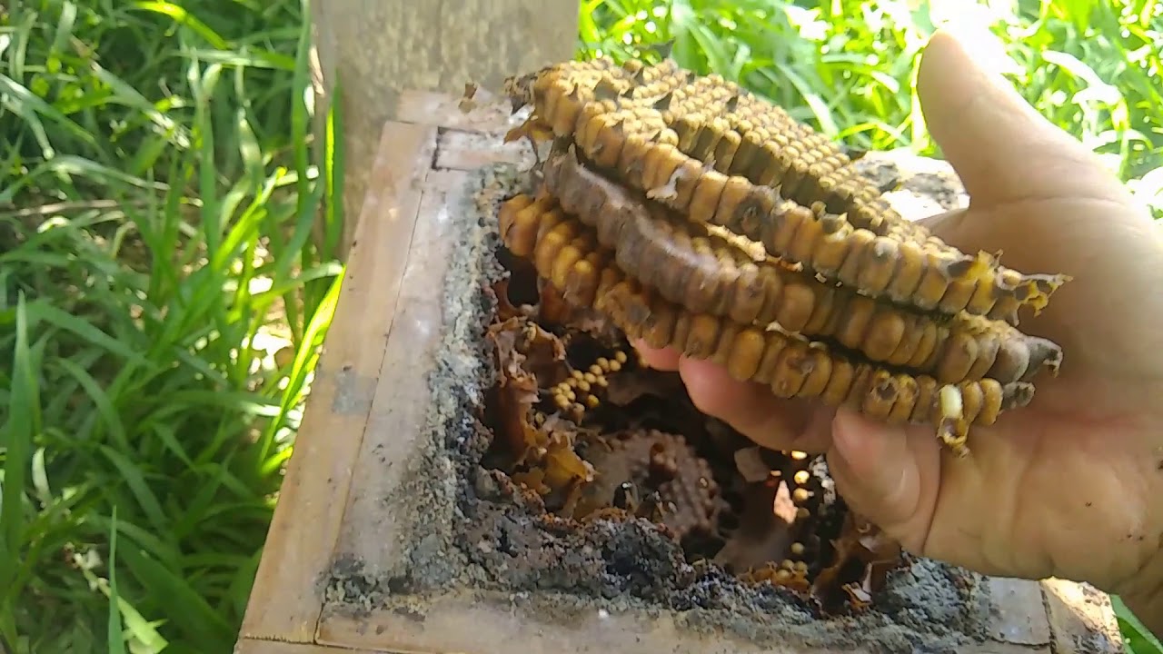 DIVIDINDO MANDAÇAIA