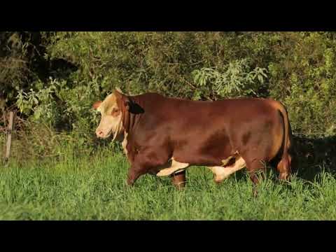 LOTE 82 - FIV170