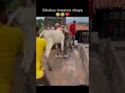 Unataka Nisione Mwakampya Shenzi Yombomsukuma 