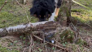 (74) Dikke vette zaagbok geknutseld !!!!!!