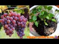 No tires las semillas de uvas ,aprende como germinar las y tener tener tus propias plantas 🍇🍇