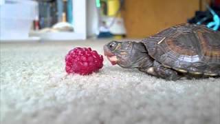 Baby Turtle Eating a Raspberry with Epic Music