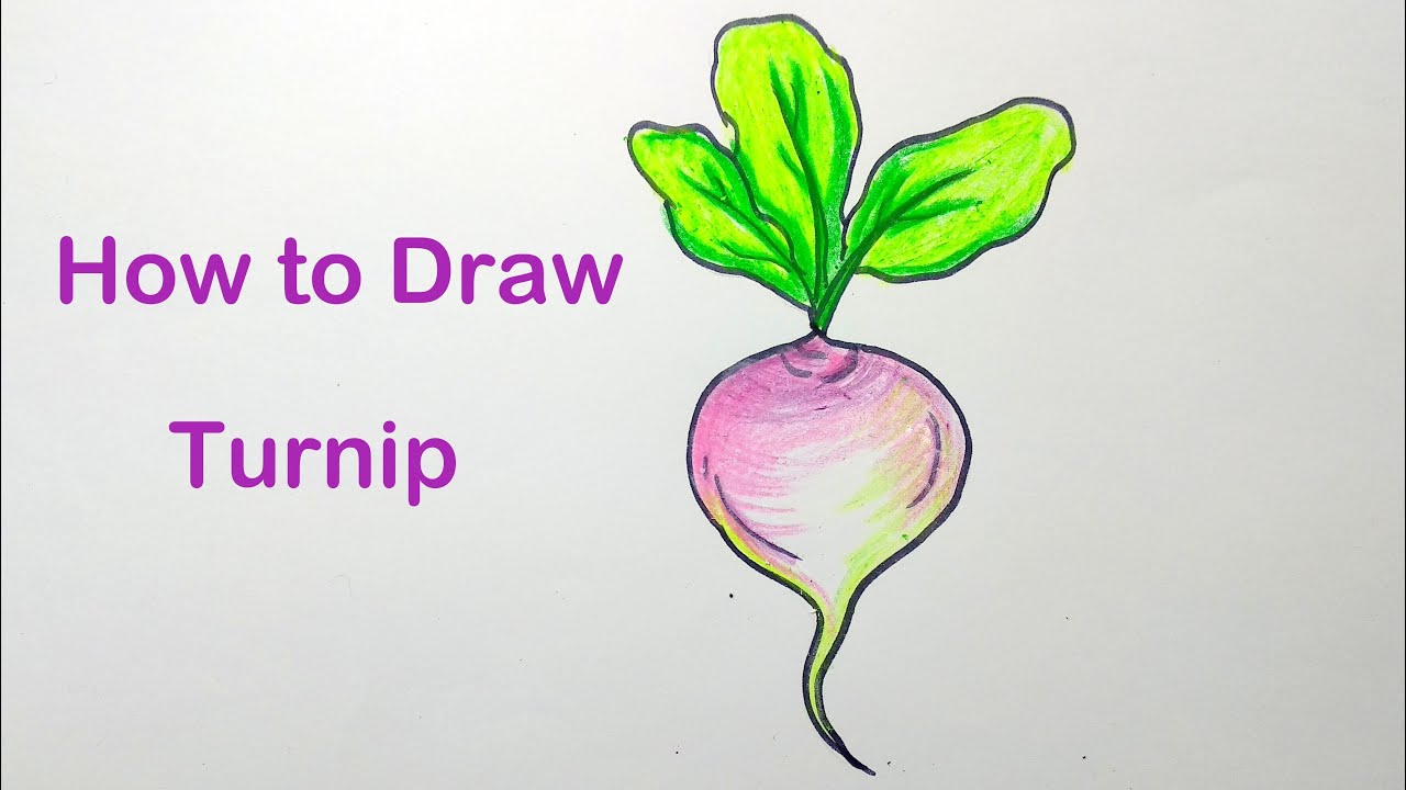 4246 Turnip Drawing Images Stock Photos  Vectors  Shutterstock
