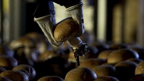 Revolutionize your Mushroom Farm using Robotic Harvesting | Mycionics Inc.