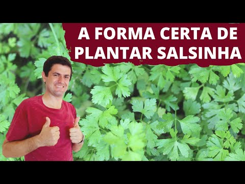 Vídeo: Planta de salsa foi semeada - Como evitar que a salsa se espalhe