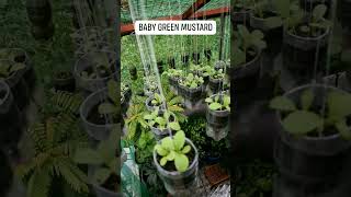 BABY GREEN MUSTARD
