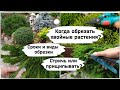 Когда обрезать хвойные растения? Сроки и виды обрезки.