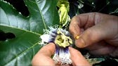 パッションフルーツの実がならないとお困りの方へ パッションフルーツの受粉の方法 花創人はなそうにん岐阜愛知寄せ植えハンギングバスケット教室 Youtube パッションフルーツの実がならないとお困りの方へ パッションフルーツの受粉の方法 花創人はなそうにん岐阜愛知寄せ植えハンギングバスケット教室 Youtube