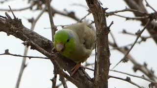 Pacific Parrotlet - Peru Dry Forest Biodiversity - EcoSwell