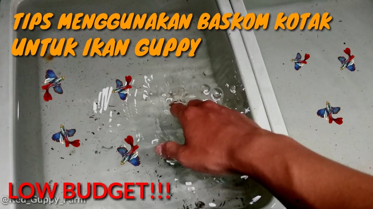 TERNAK GUPPY PAKE BASKOM KOTAK