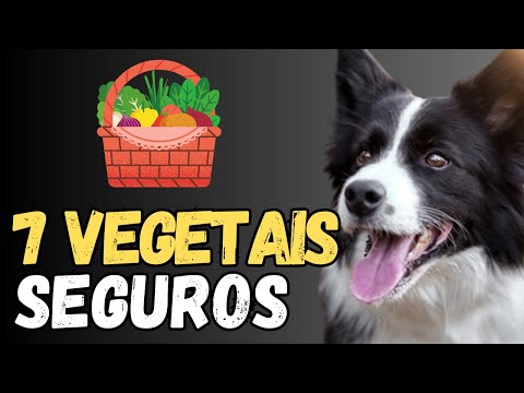 Vídeo: O que acontece quando a amônia da urina do cão e água sanitária são misturados?